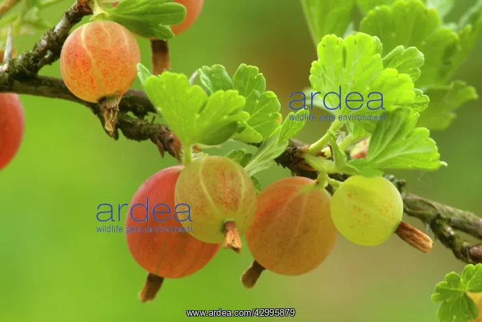 : Gooseberry - ripe Gooseberries on twig : Gooseberry - ripe Gooseberries on twig