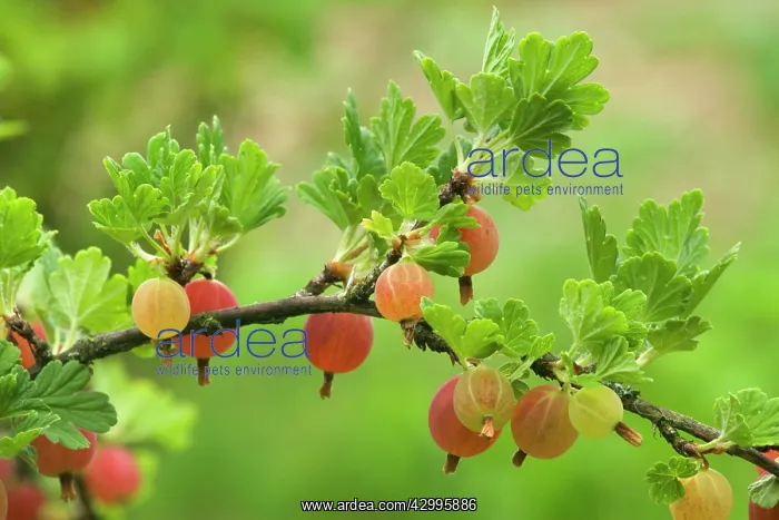 : Gooseberry - ripe Gooseberries on twig : Gooseberry - ripe Gooseberries on twig