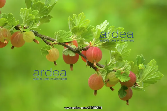 : Gooseberry - ripe Gooseberries on twig : Gooseberry - ripe Gooseberries on twig