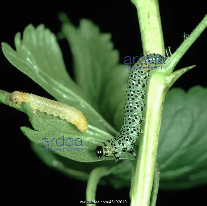 : Gooseberry sawfly larvae : Gooseberry sawfly larvae