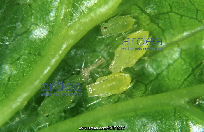 : Gooseberry-sowthistle aphid : Gooseberry-sowthistle aphid