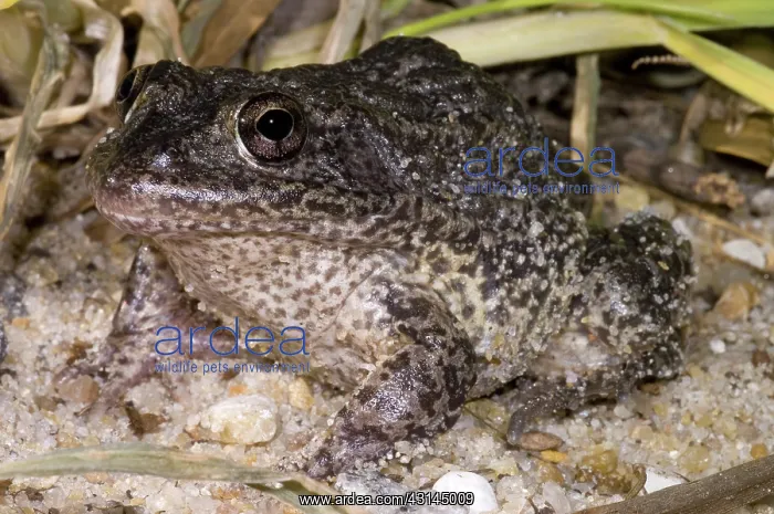 : Gopher Frog : Gopher Frog