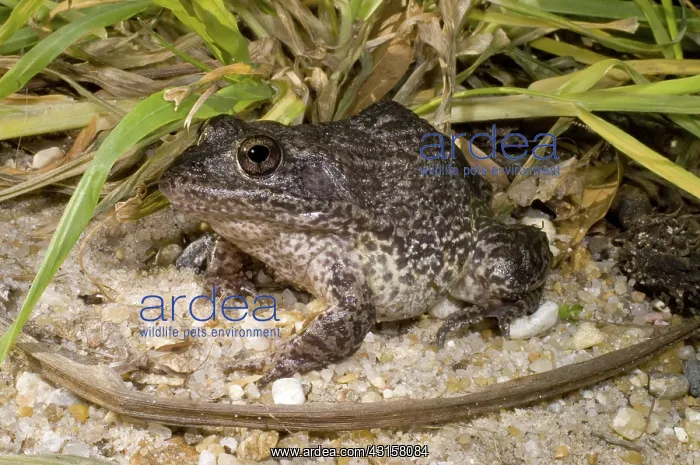 : Gopher Frog : Gopher Frog