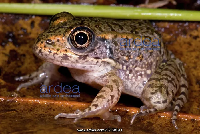 : Gopher Frog : Gopher Frog