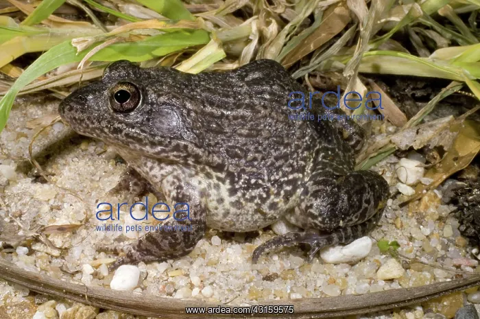 : Gopher Frog : Gopher Frog