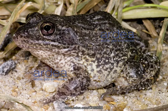  : Gopher Frog