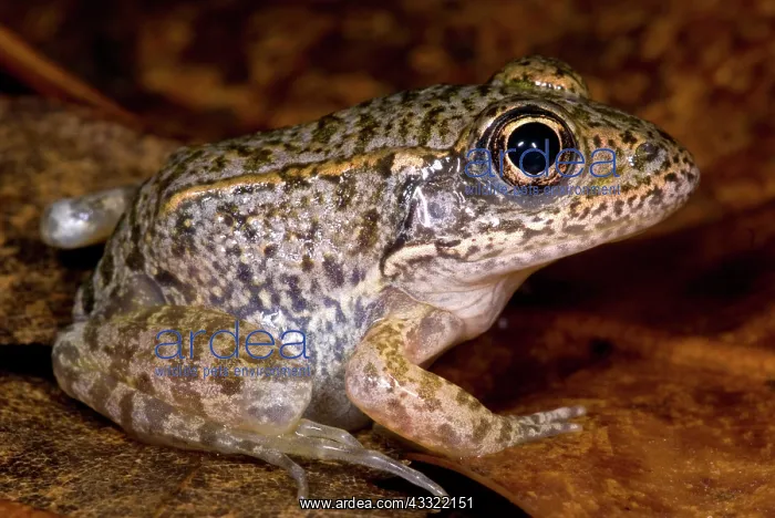 : Gopher Frog : Gopher Frog