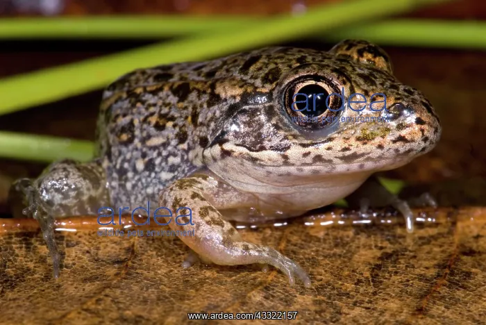 : Gopher Frog : Gopher Frog