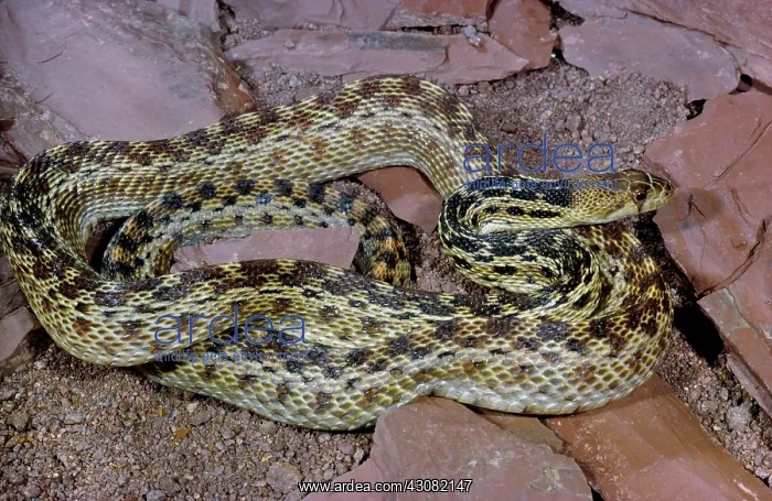 : Gopher Snake : Gopher Snake