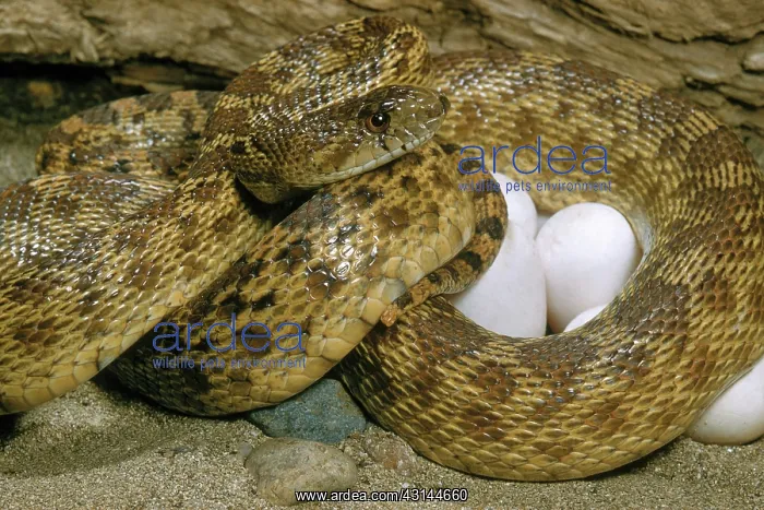 : Gopher Snake : Gopher Snake