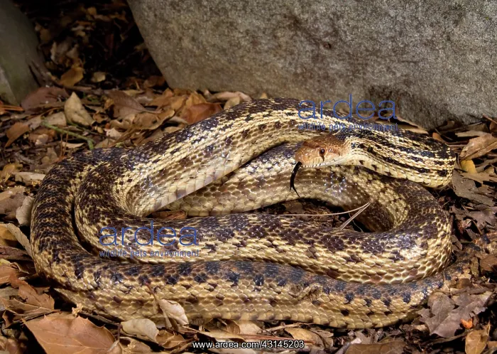: Gopher Snake : Gopher Snake