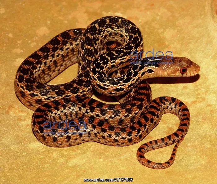 : Gopher Snake : Gopher Snake