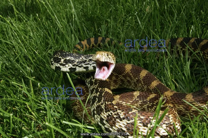 : Gopher Snake (Pituophis melanoleucus) : Gopher Snake (Pituophis melanoleucus)