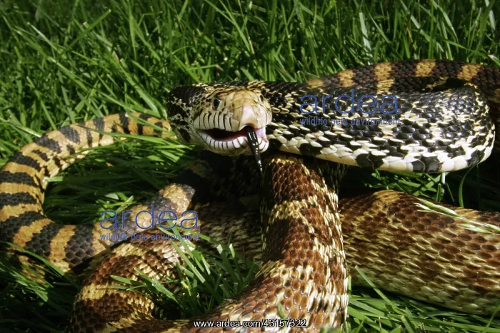 : Gopher Snake (Pituophis melanoleucus) : Gopher Snake (Pituophis melanoleucus)