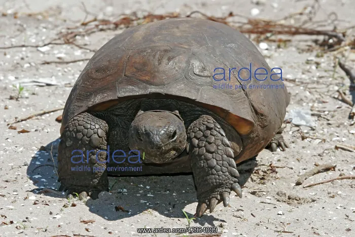  : Gopher Tortoise
