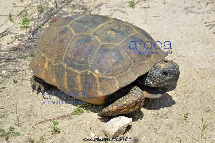 : Gopher Tortoise : Gopher Tortoise