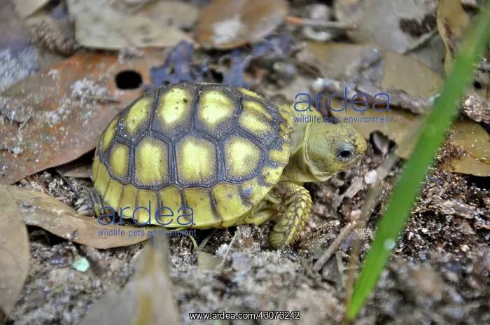 : Gopher Tortoise : Gopher Tortoise
