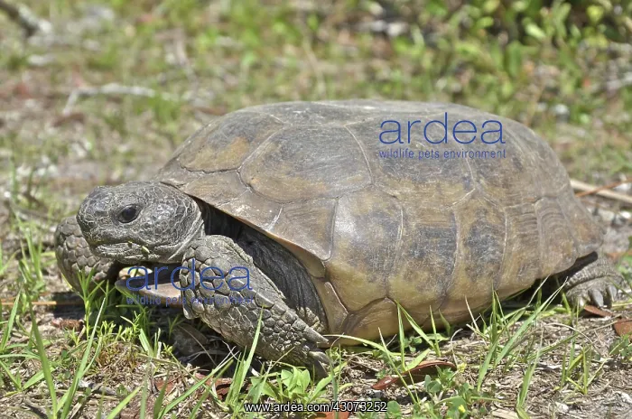 : Gopher Tortoise : Gopher Tortoise