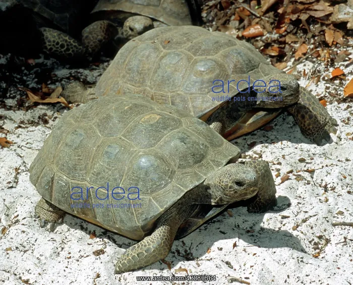 : Gopher Tortoise : Gopher Tortoise
