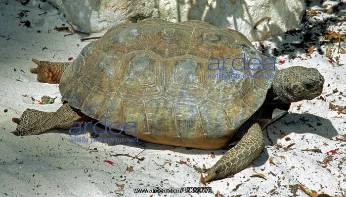 : Gopher Tortoise : Gopher Tortoise