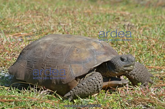 : Gopher Tortoise : Gopher Tortoise