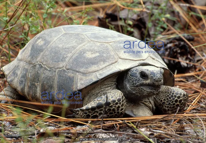 : Gopher Tortoise : Gopher Tortoise