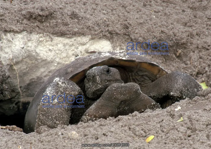 : Gopher Tortoise : Gopher Tortoise
