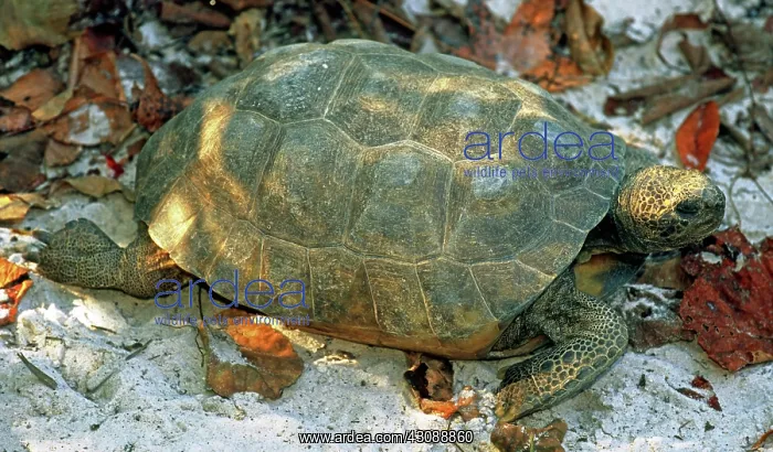 : Gopher Tortoise : Gopher Tortoise
