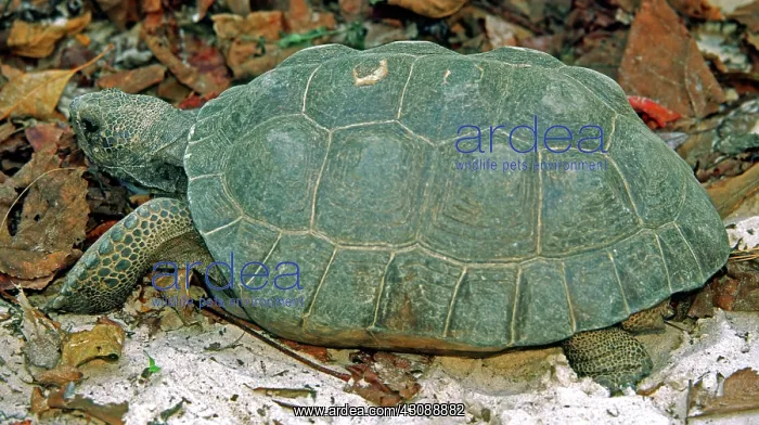: Gopher Tortoise : Gopher Tortoise