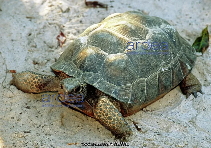 : Gopher Tortoise : Gopher Tortoise