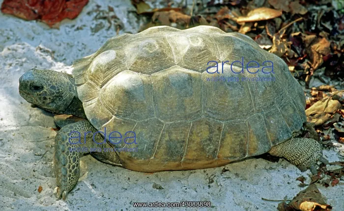 : Gopher Tortoise : Gopher Tortoise