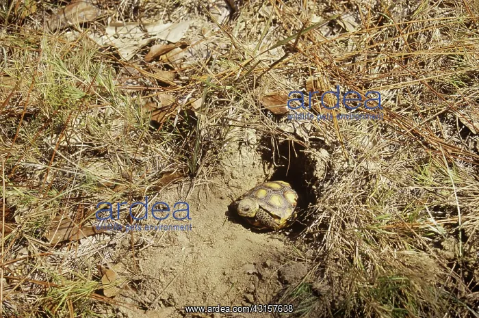 : Gopher Tortoise : Gopher Tortoise