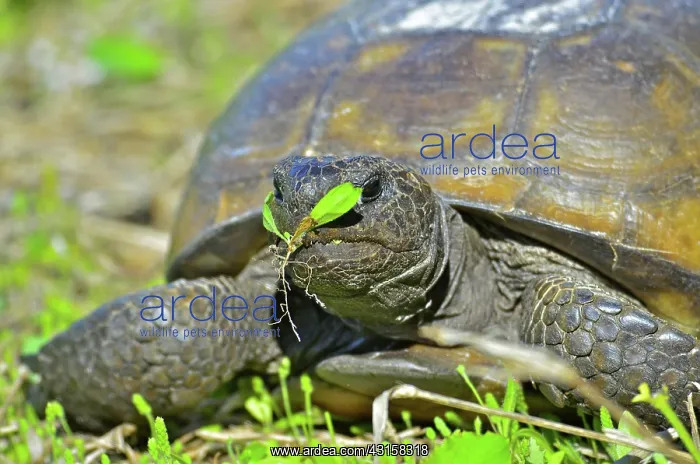 : Gopher Tortoise : Gopher Tortoise