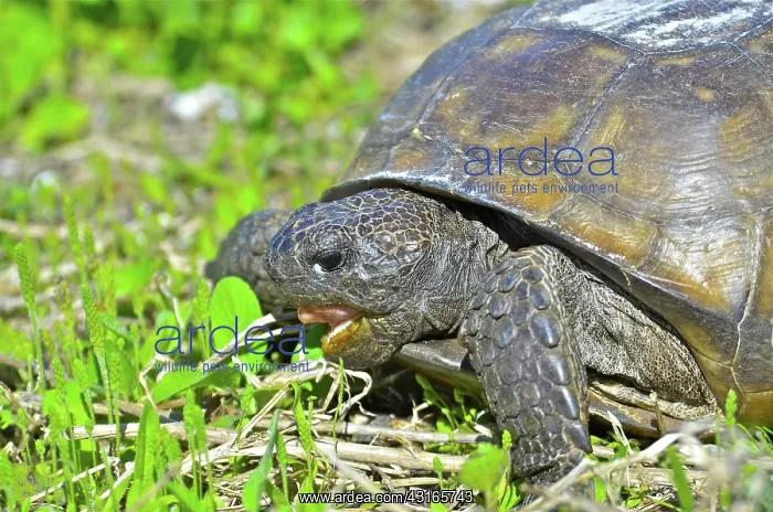 : Gopher Tortoise : Gopher Tortoise