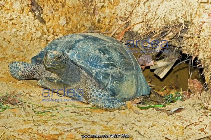  : Gopher Tortoise In Burrow