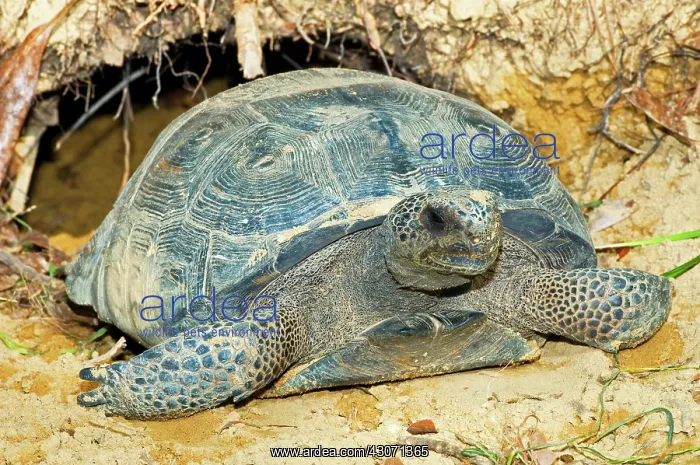 : Gopher Tortoise In Burrow : Gopher Tortoise In Burrow