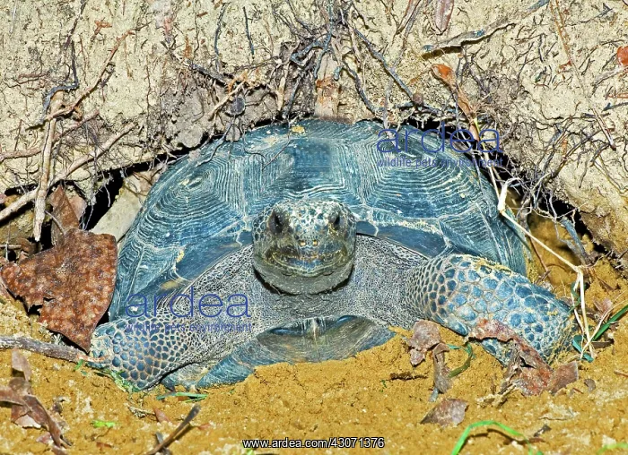 : Gopher Tortoise In Burrow : Gopher Tortoise In Burrow