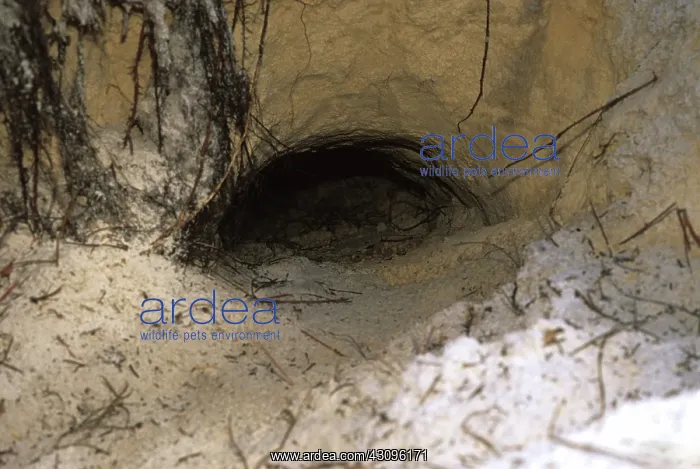  : Gopher Tortoise Burrow