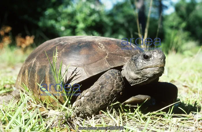 : Gopher Tortoise (Gopherus polyphemus) : Gopher Tortoise (Gopherus polyphemus)