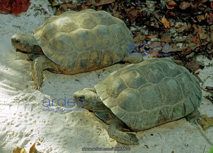 : Gopher Tortoises : Gopher Tortoises