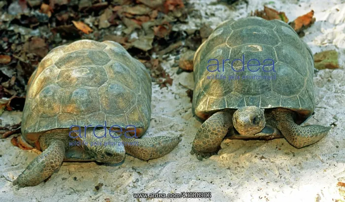: Gopher Tortoises : Gopher Tortoises