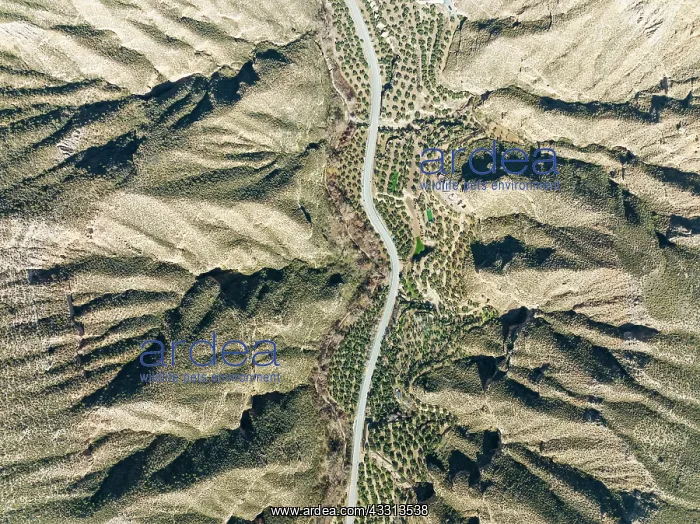: The Gor river valley is grown with cultivated olive : The Gor river valley is grown with cultivated olive