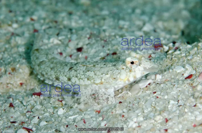 : Goram Dragonet camouflaged in sand : Goram Dragonet camouflaged in sand