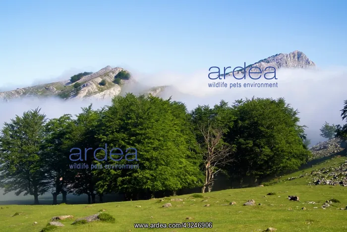 : Gorbea Natural Park. Lekanda mount between : Gorbea Natural Park. Lekanda mount between
