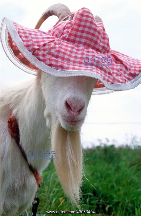  : Gordon the Goat wearing a pink floppy hat looking cute