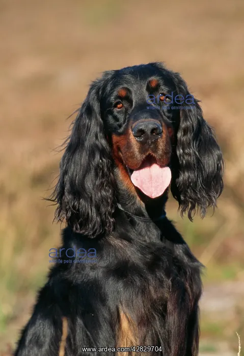  : GORDON SETTER DOG - HEAD