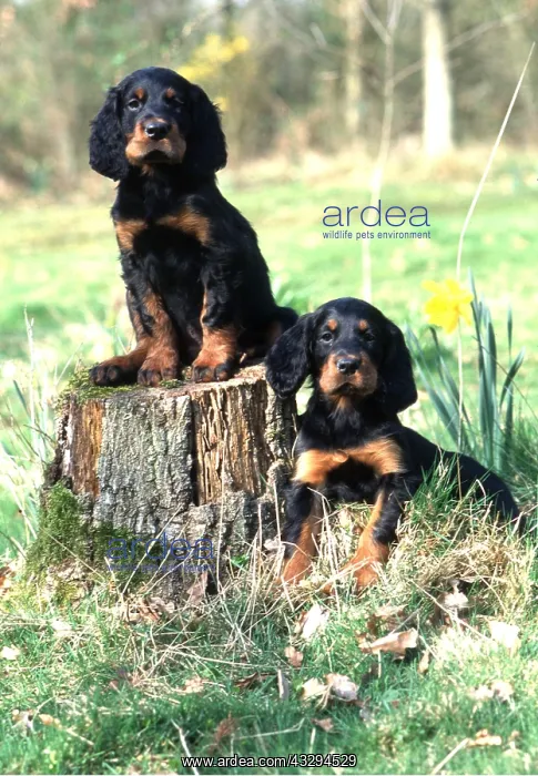 : GORDON SETTER DOG - puppies x two on tree stump : GORDON SETTER DOG - puppies x two on tree stump