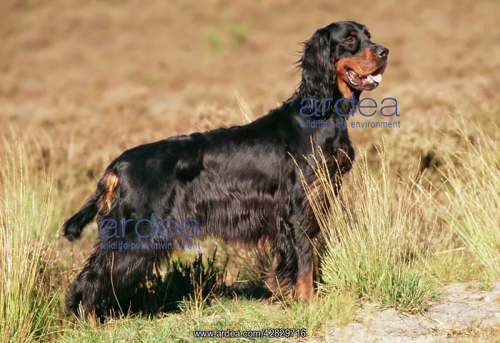 : Gordon Setter Dog - side view : Gordon Setter Dog - side view