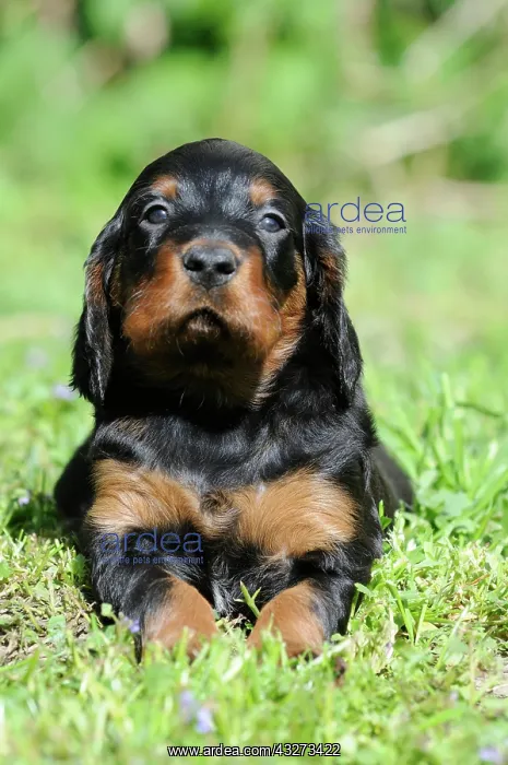: Gordon Setter, puppy 6 weeks, lies in meadow : Gordon Setter, puppy 6 weeks, lies in meadow