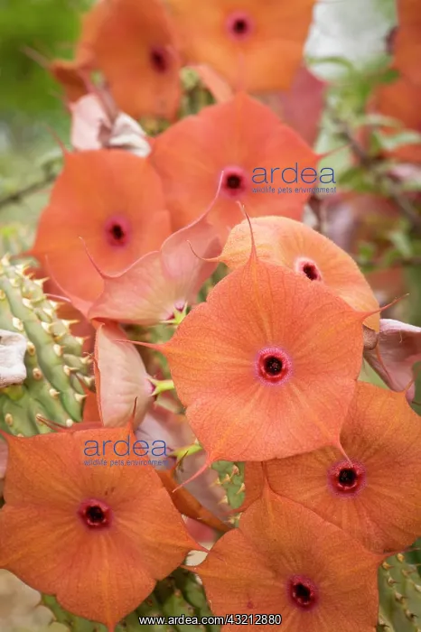 : Gordons Hoodia (Hoodia gordonii) flowers. Nitani : Gordons Hoodia (Hoodia gordonii) flowers. Nitani